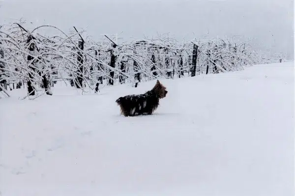 aussie dog on the snow in the vineyards