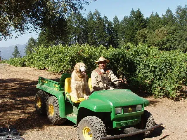 man and dog on a truck in the vineyard