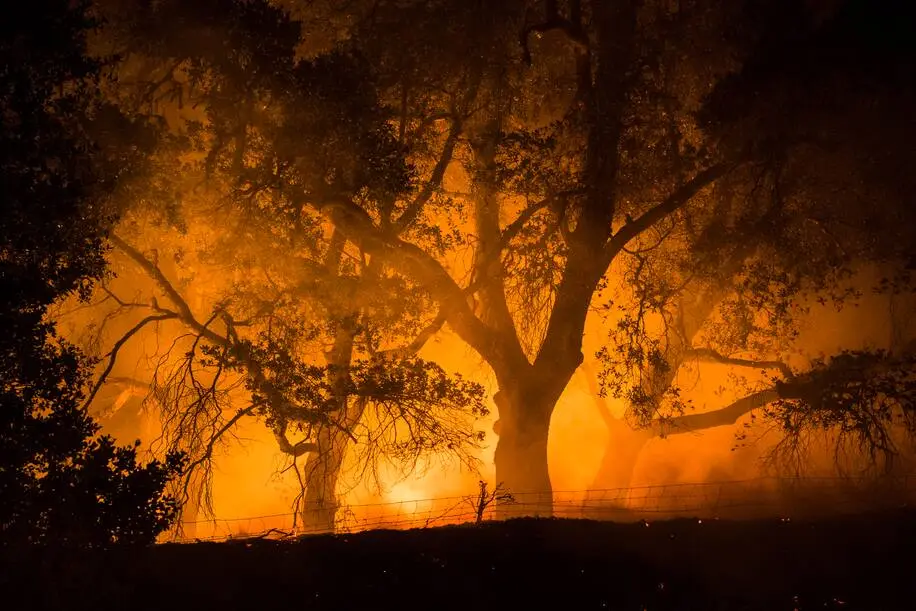 photo of forrest on fire