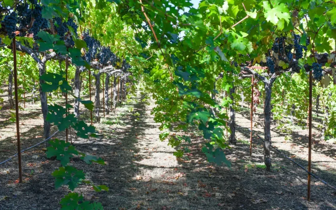 A row of grape vines in a vineyard.
