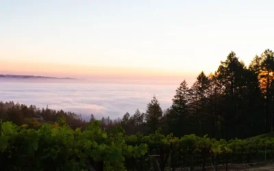 Beyond the Vines: Discovering the Hidden Gems of Northern Napa Valley
