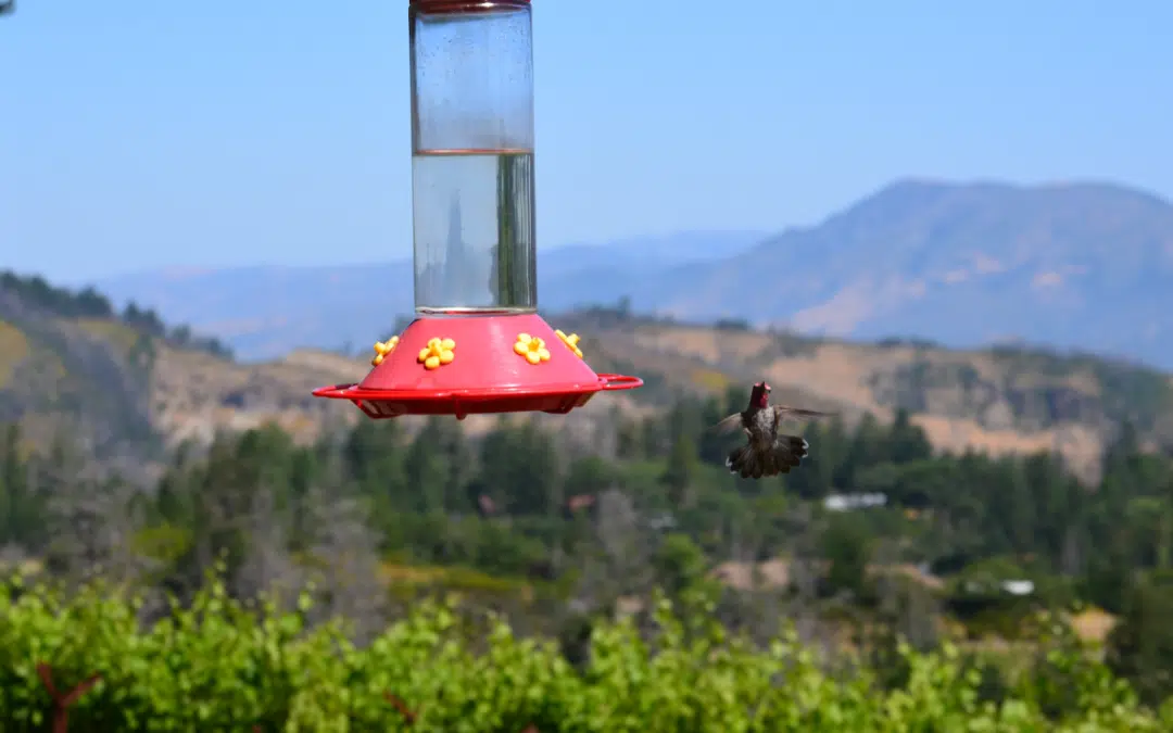 A hummingbird gracefully feeding from a bird feeder.