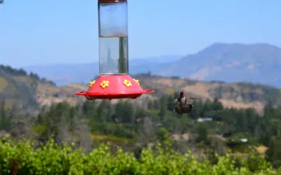 The Hummingbirds of Paloma Vineyard: A Unique Tasting Experience