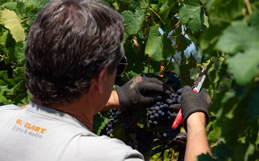 sheldon carefully pruning grapes in a vineyard to ensure high quality wine production.