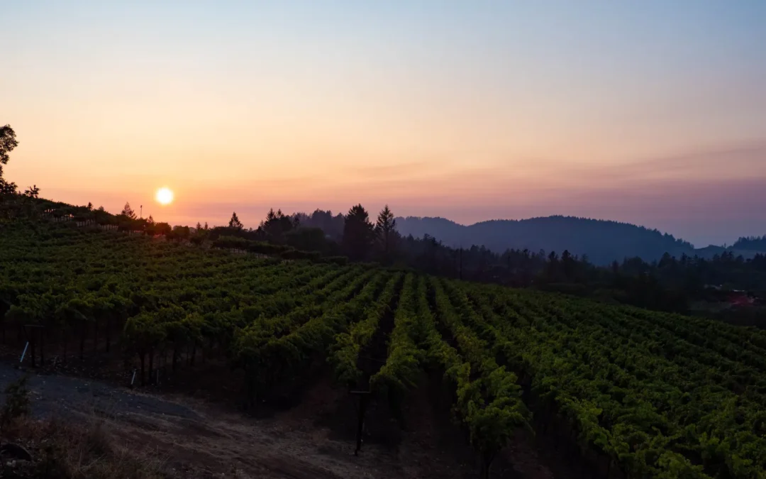 vineyard view with sunrise