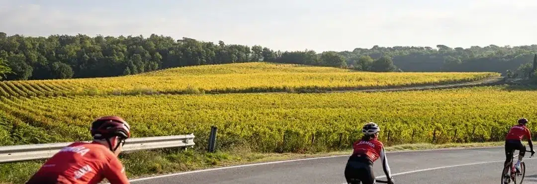 Several cyclists cycling on a road with vineyards in the back