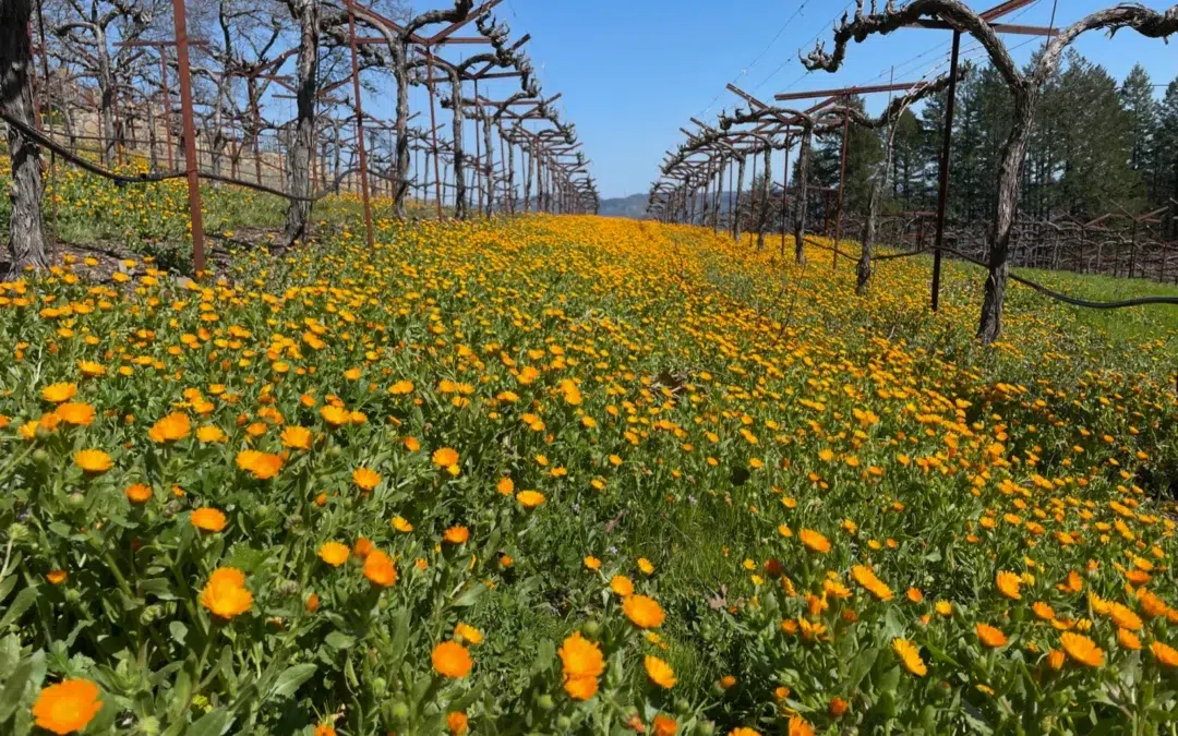 Flower field between vineyard rows