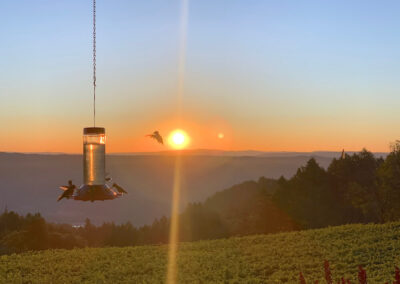 photo of hummingbirds at the bird feeder with a sunset in the background