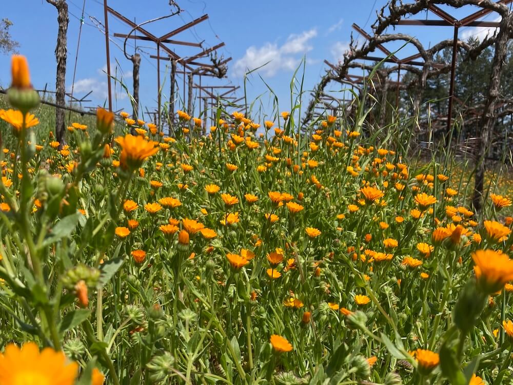 orange flowers in the vineyards