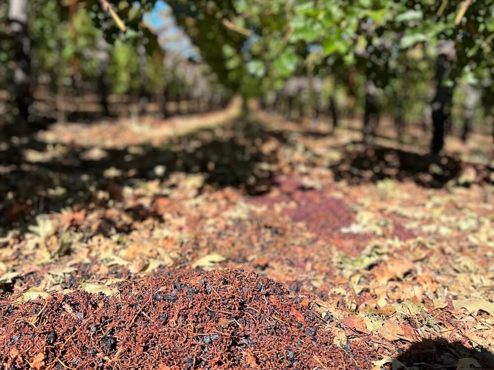 grapes on the ground between vineyards