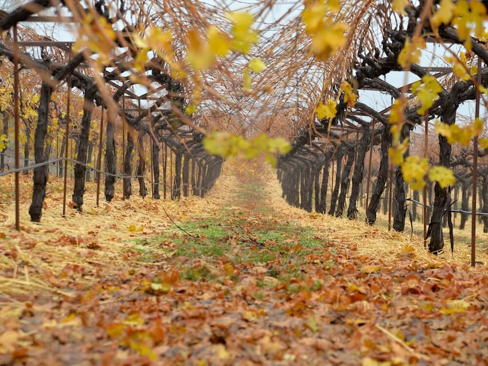 photo from between the vineyards, with fallen leaves