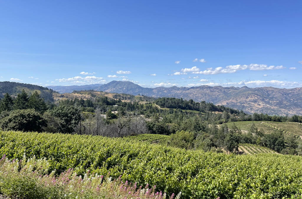 vineyard image with mountains on the background