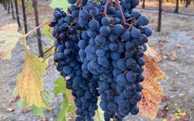 What kind of wine is Merlot? 10 fascinating details about the mystique of Merlot