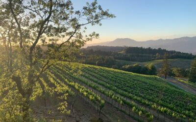 Napa Valley Mountain Magic: Why Spring Mountain Stands Out!