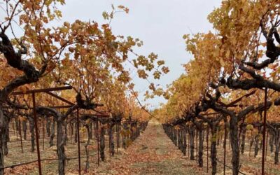 Sustainable Winemaking: A Year-Round Commitment at Paloma Vineyard