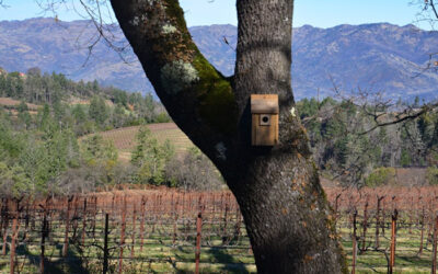 Elevating Wine with Sustainable Practices: A Legacy of Great Vines